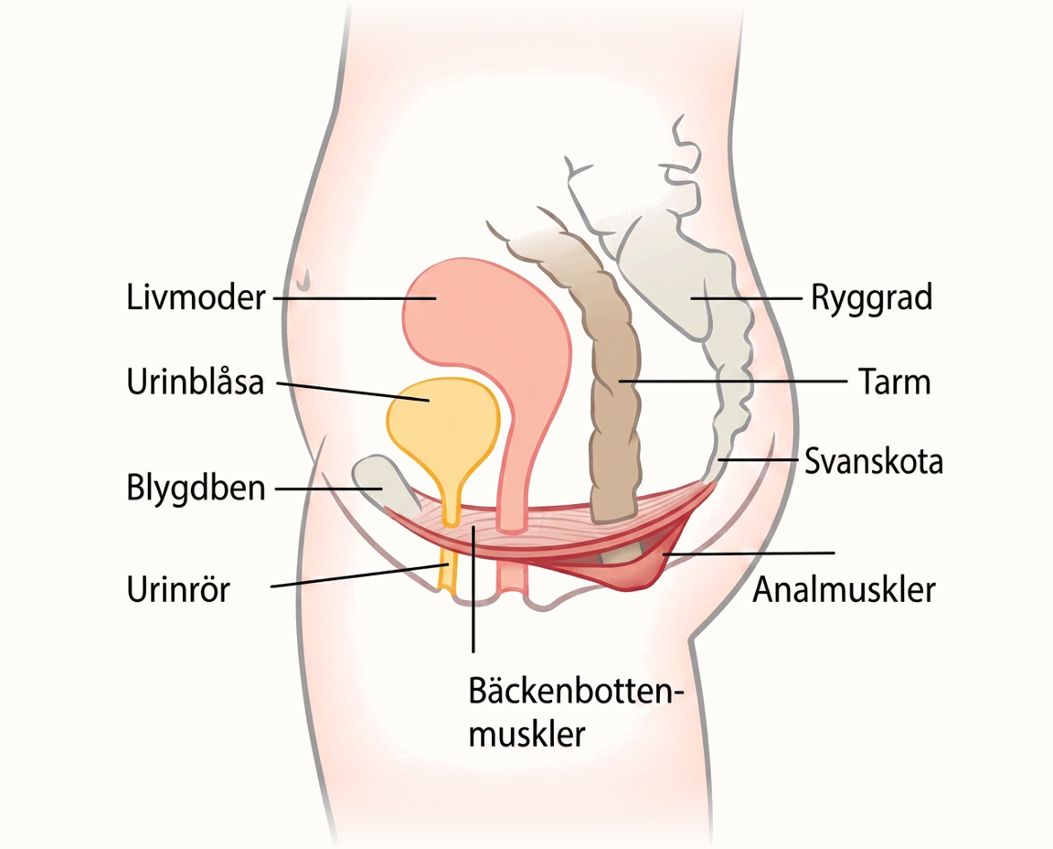 Anatomisk illustration av kvinnans bäckenbotten med livmoder, urinblåsa och tarm