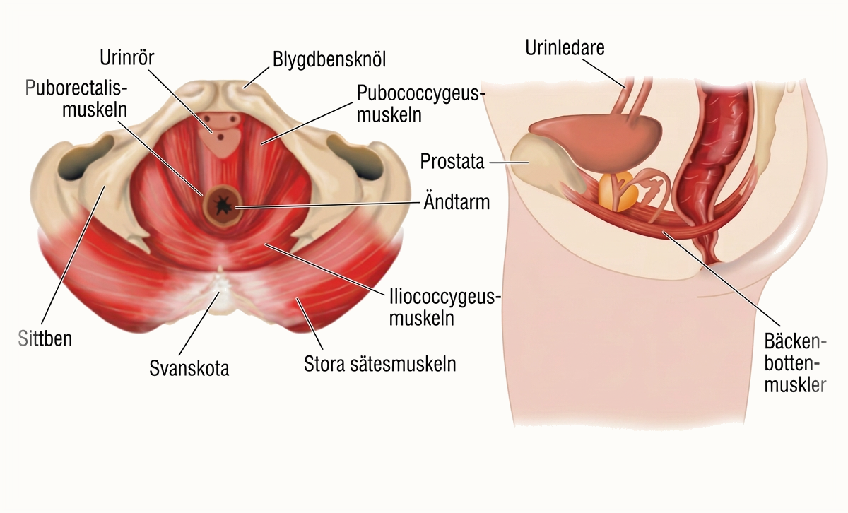 Anatomisk illustration av mannens bäckenbotten med prostata, urinrör och ändtarm