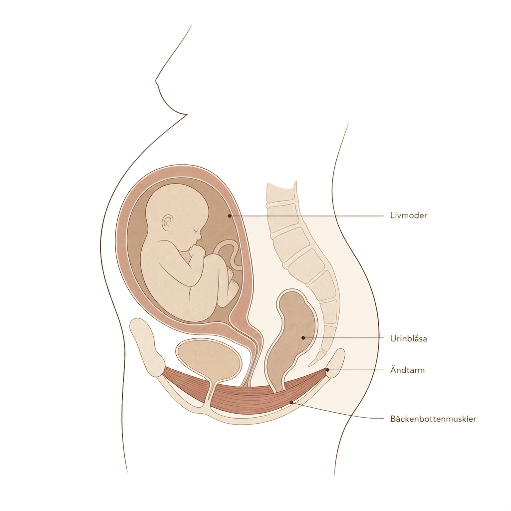 Illustration av bäckenbotten under graviditet med livmoder, urinblåsa, ändtarm och bäckenbottenmuskler